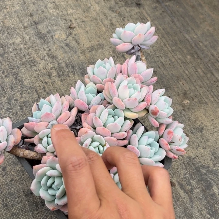 棠颂花卉一物一拍 冷香 月佩
