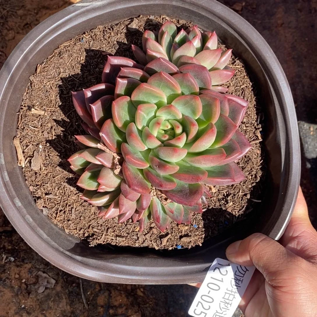 两单包邮1210-25冰心公主