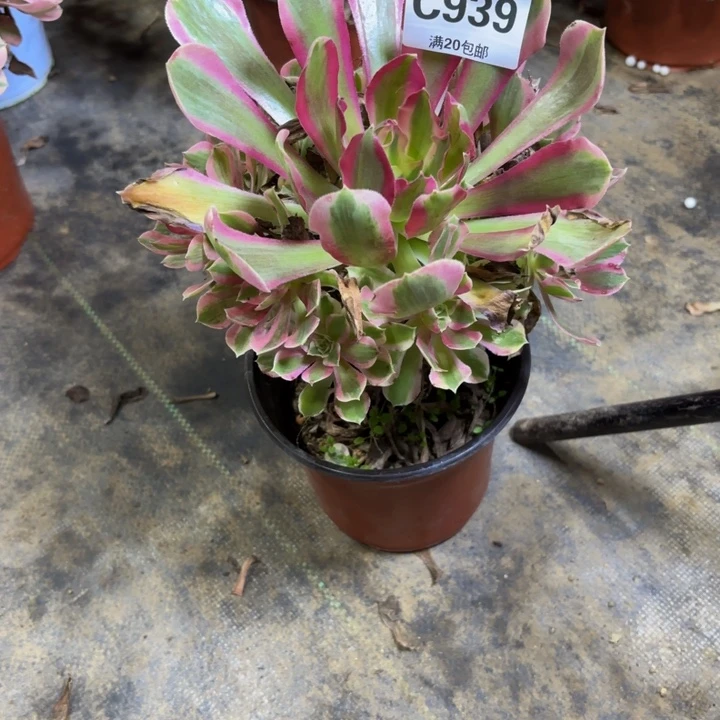 瑞妈多肉园艺939-