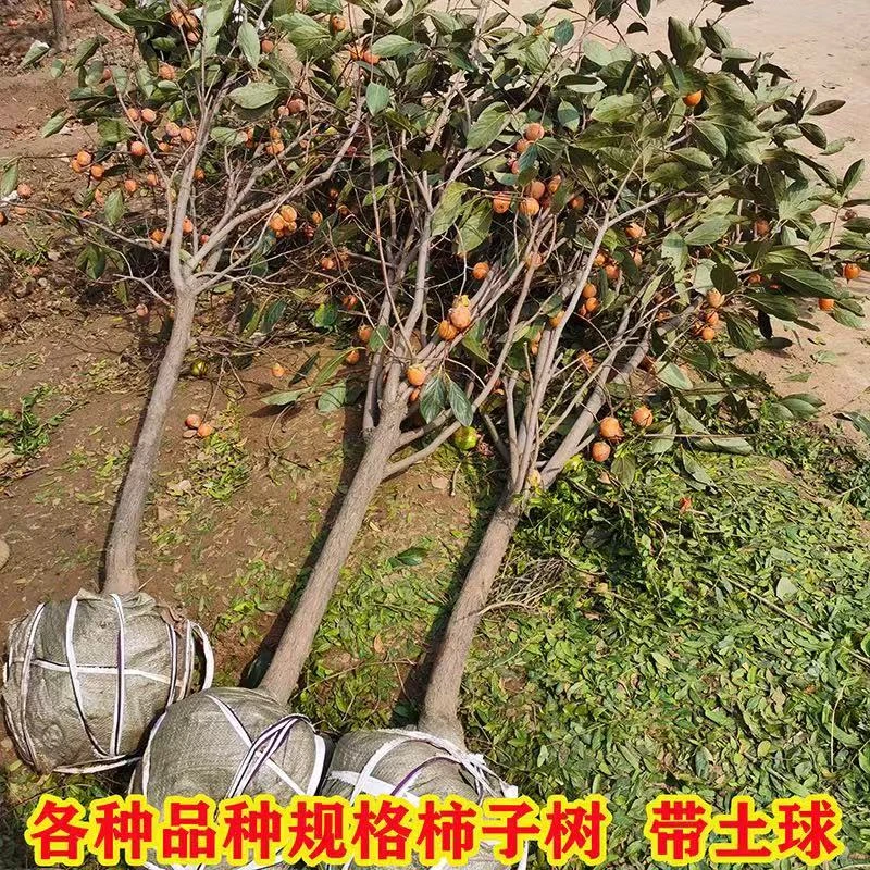 无核脆甜柿子树果苗嫁接庭院果树特大号盆栽矮化耐寒火晶柿子树苗