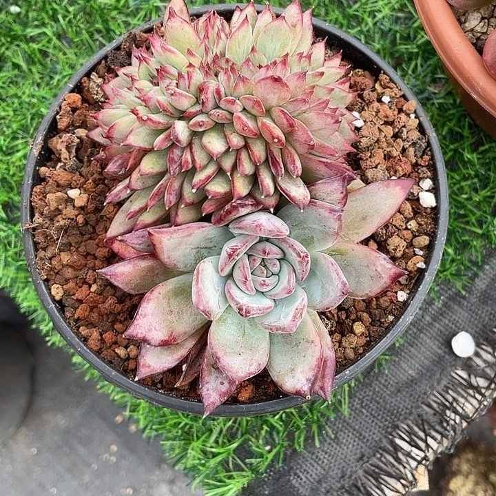 带胸花红拉糖綴12脱土发