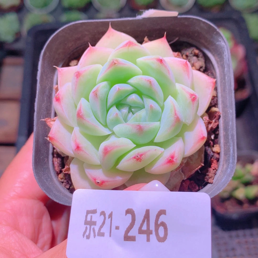 乐然21-246 画扇