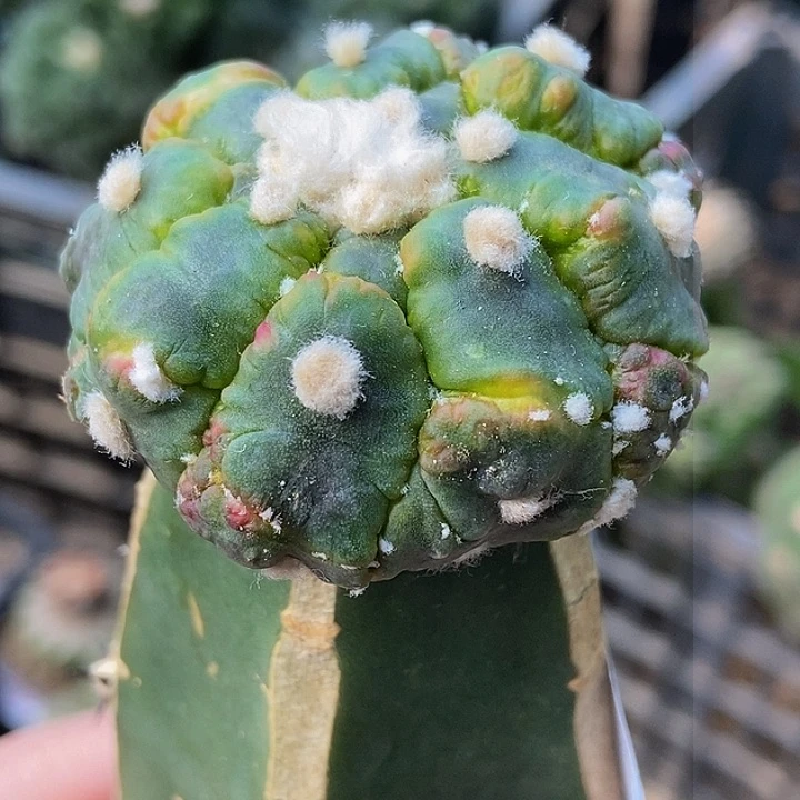 无花朵福利绣普龟甲悟空兜缀化锦992