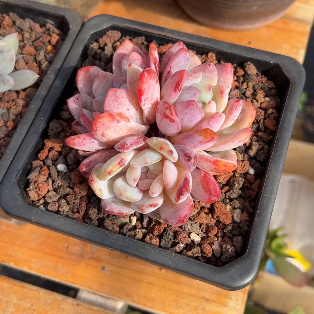 多肉双头橙子【非偏远地区满18包邮】