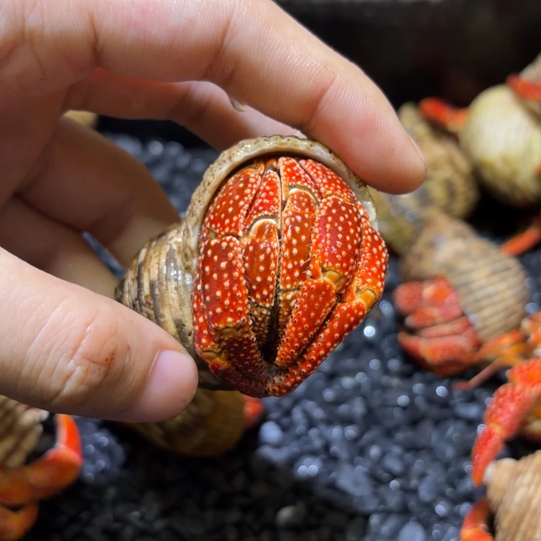 03 斐济草莓 3.5口