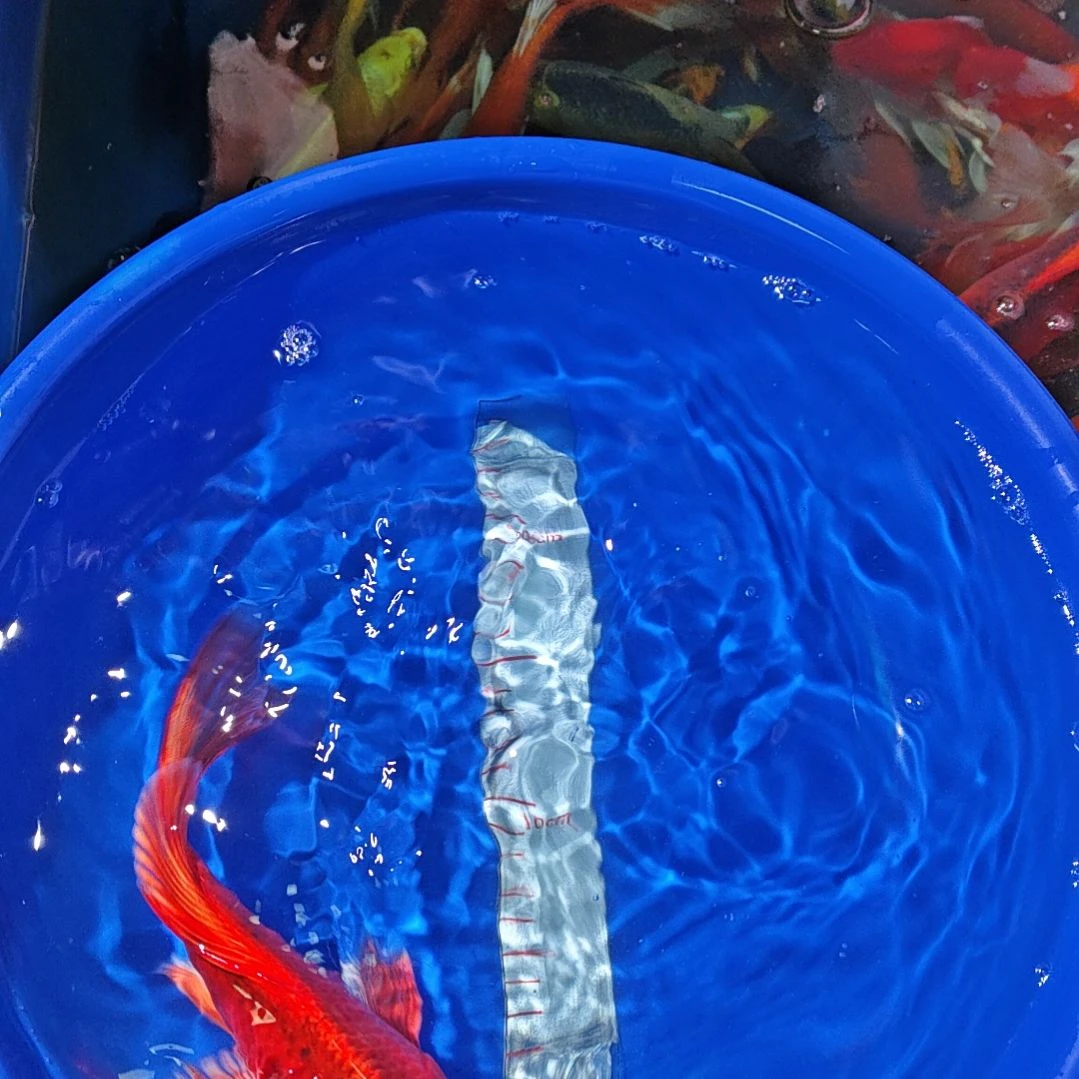 中国大陆冷水观赏鱼蝴蝶鲤