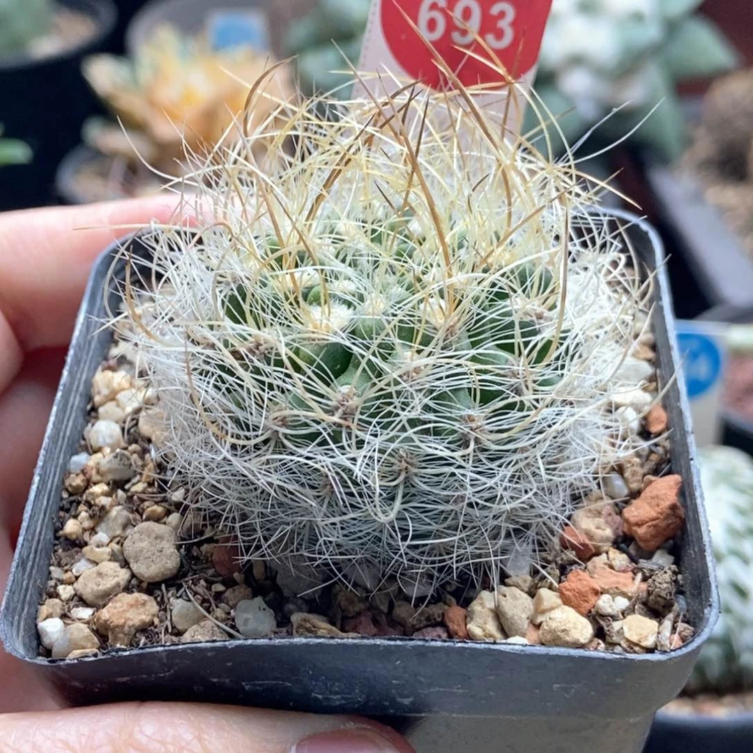 实生狂刺混乱玉银翁玉4.5cm