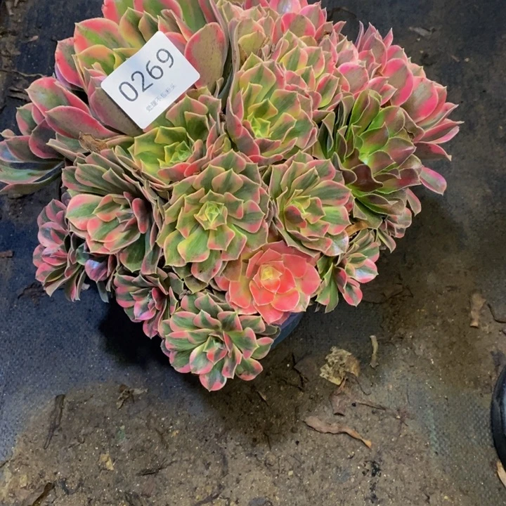 男神多肉断头不包0269