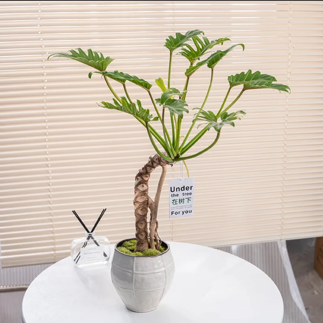 新款龙鳞老桩小天使植物茶室内好养装饰盆栽家居绿植