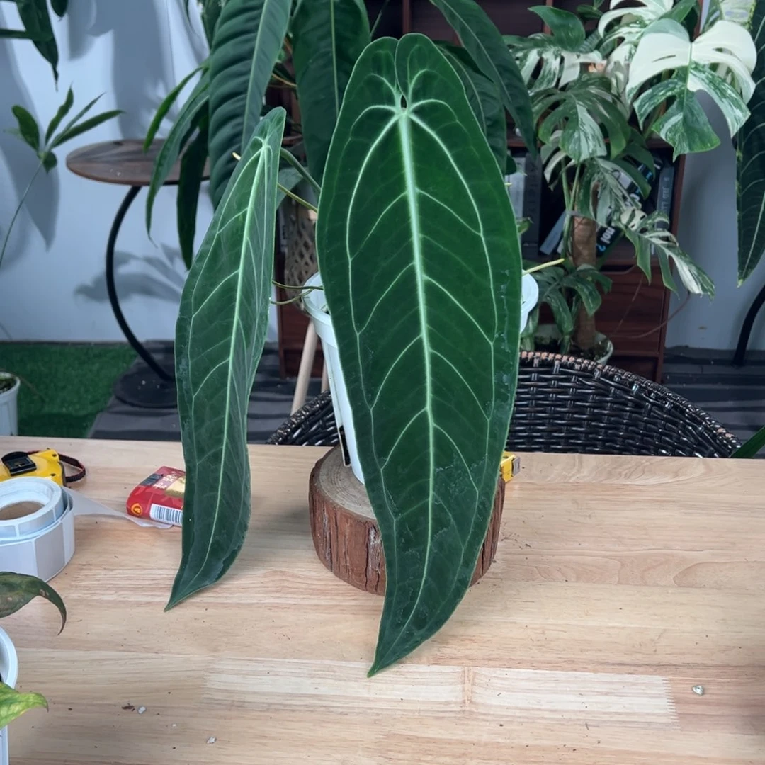 完全开放进口黑窄鹤后