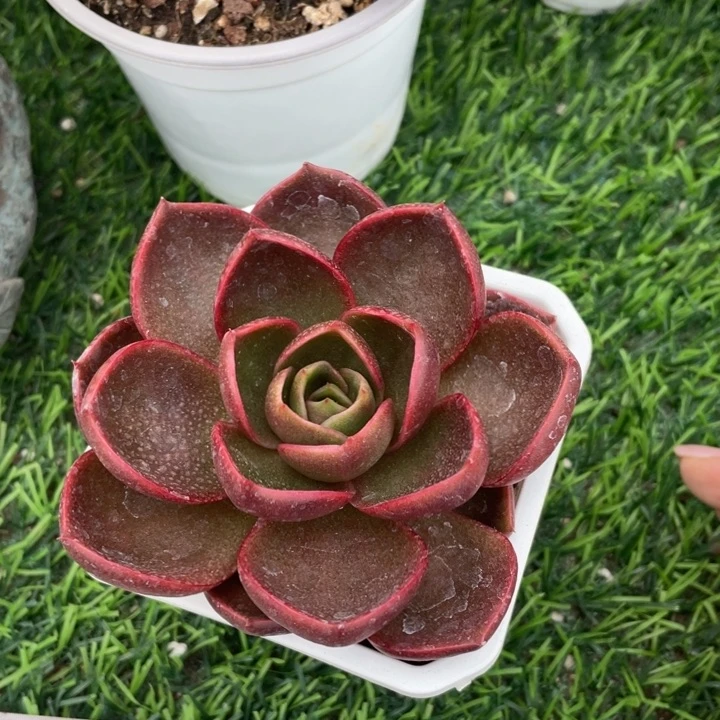 正版红灯冠幅9 公分一物一拍