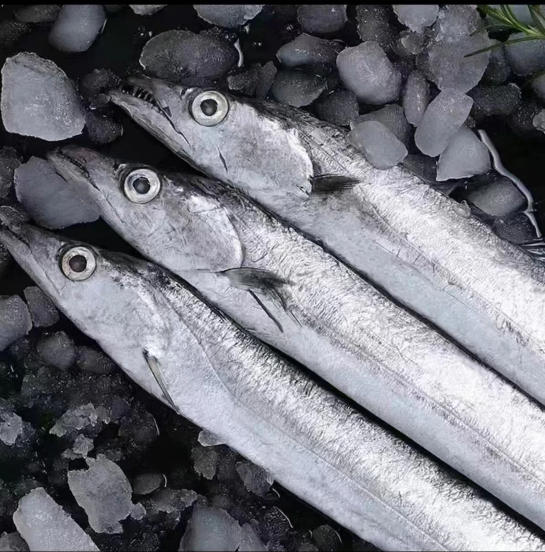 顺丰冷链 渤海湾野生小眼油带鱼 净重5斤 15条左右