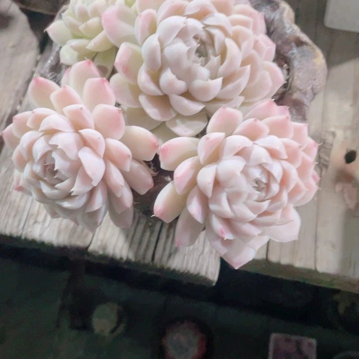 多肉植物的多肉植物