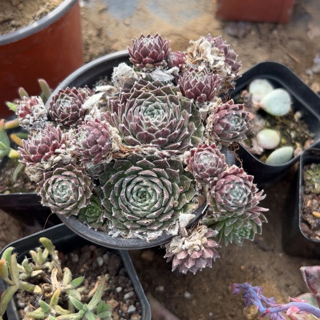 多肉植物多肉植物