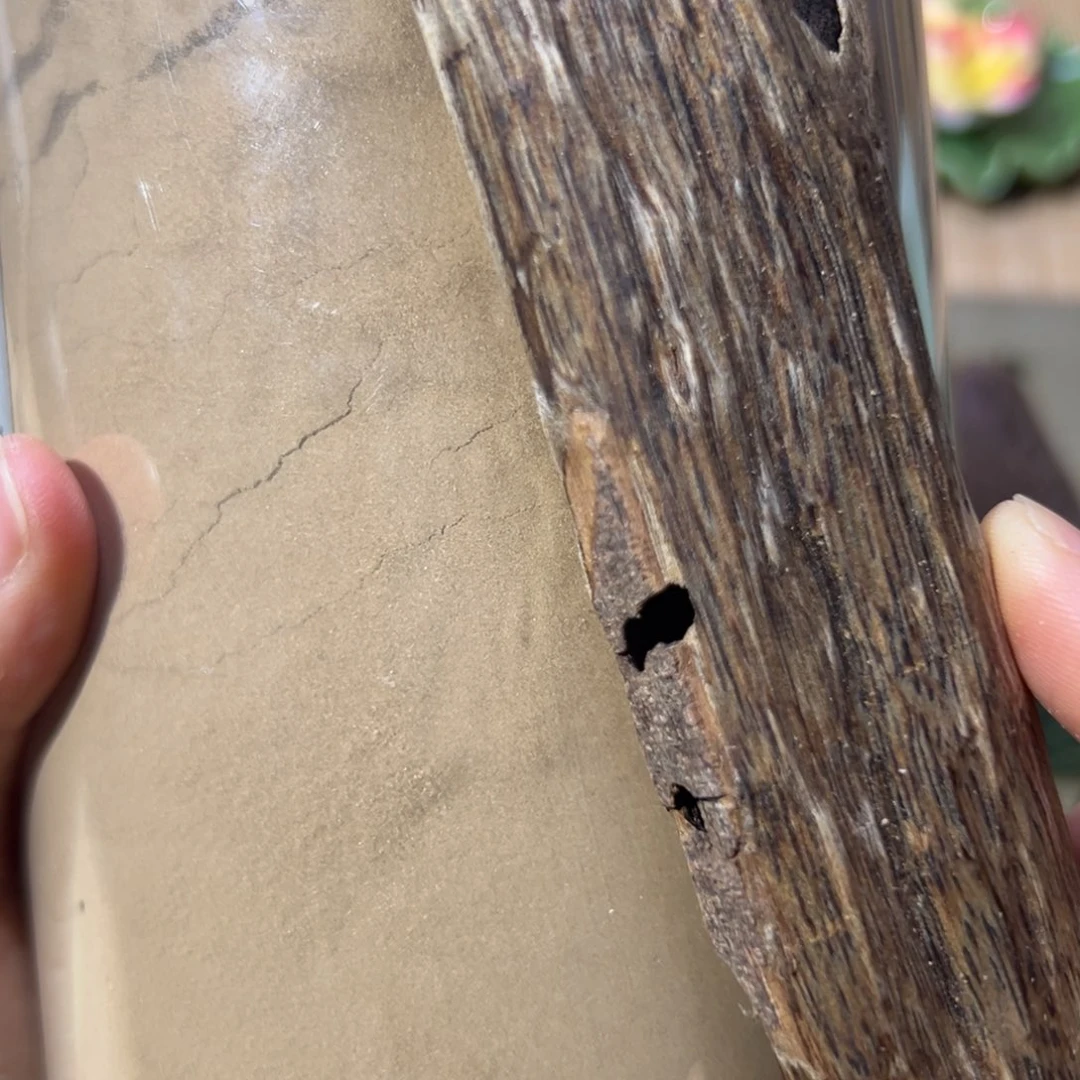 【闪购商品】香榧木海南木料特级虫漏粉50克