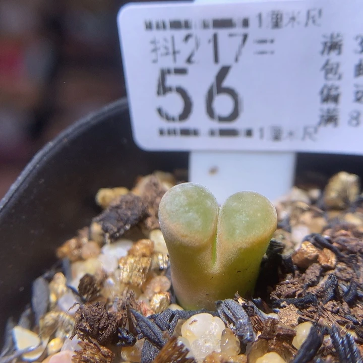 精品生石花217.56