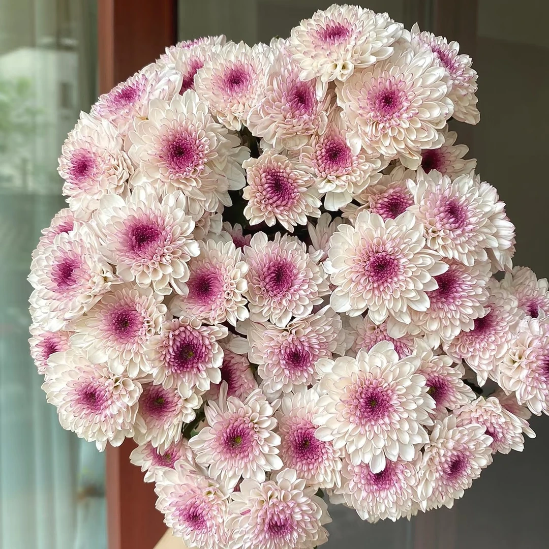 马蹄斯小雏菊一扎