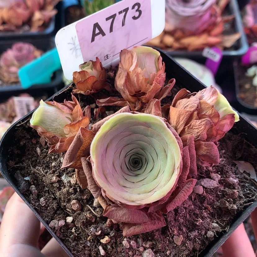 【闪购商品】福利773