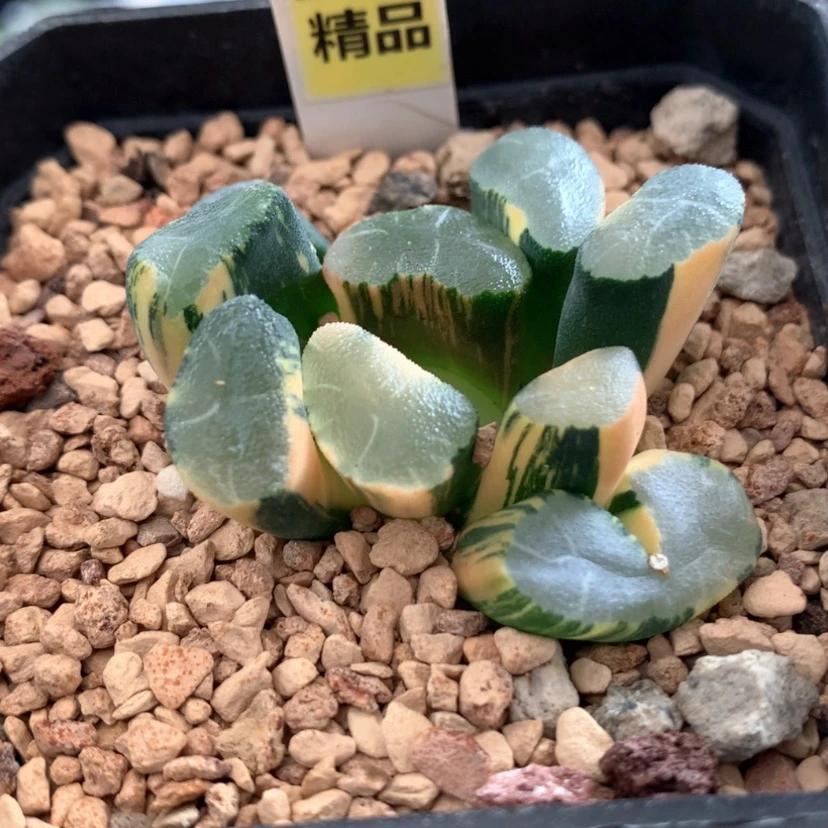 【闪购商品】280透镜