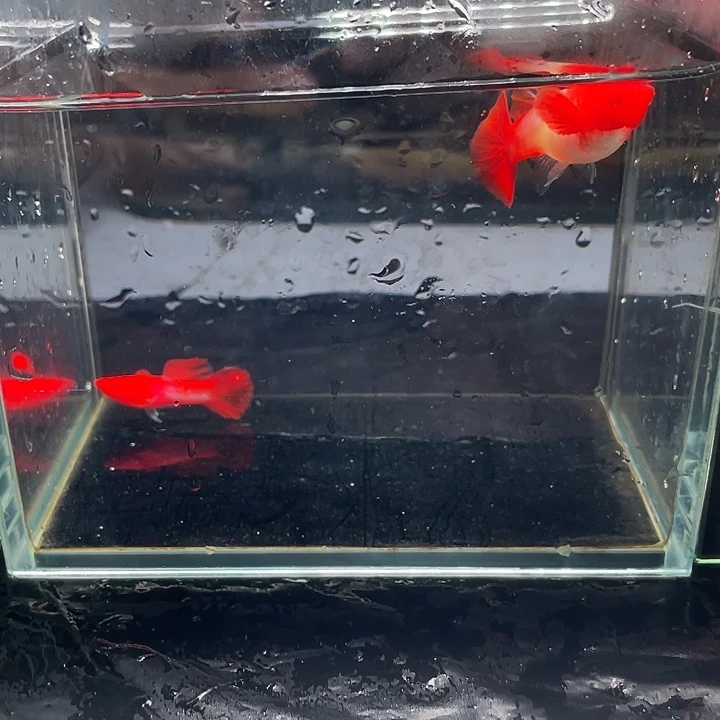 鸿运当头双份水种鱼