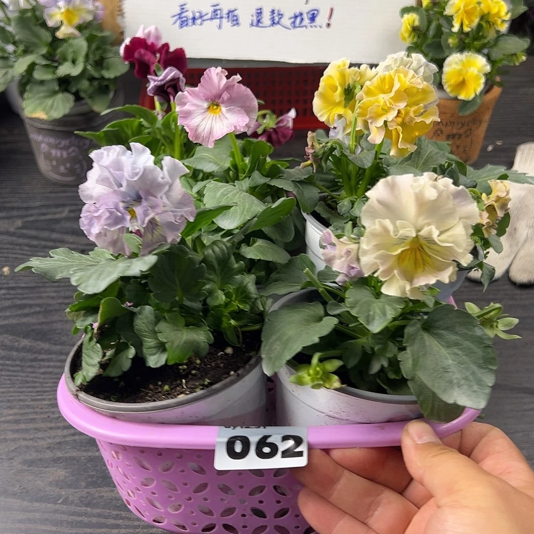 大部分花苞少量开放062号