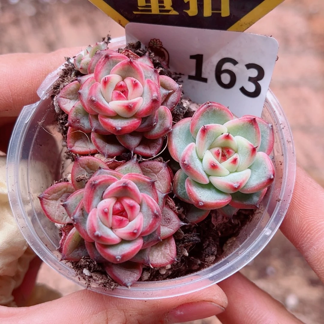 多肉植物多肉植物