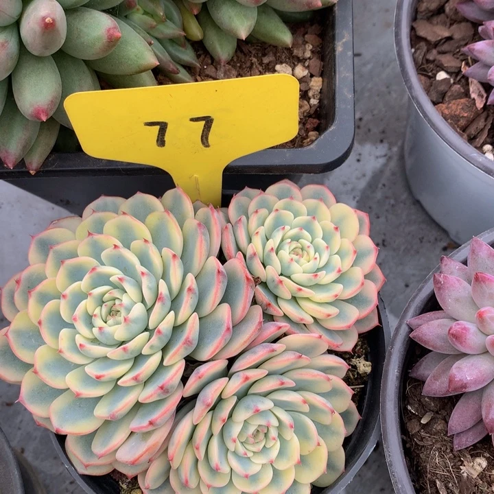 读肉皮子和欧727372772