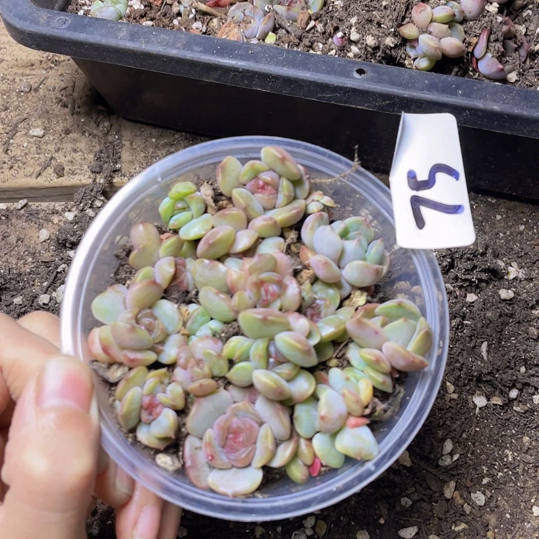 多肉植物多肉植物75