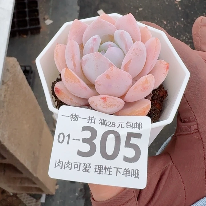 胖雪橙无盆土发货多肉多