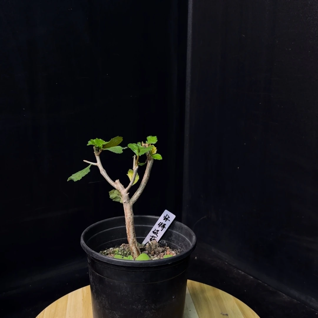 怀特没药实生带盆