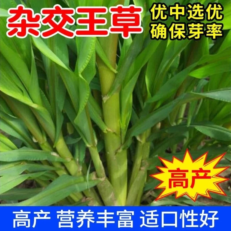 高产四季牧草种子高丹王墨西哥玉米大叶晚熟杂交王草种籽牛羊猪鱼