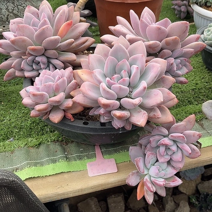 完全开放奥普琳娜大群悬崖