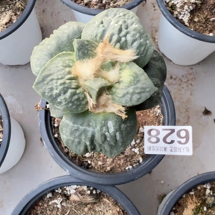 无花朵628白肌大尤牛舌东九