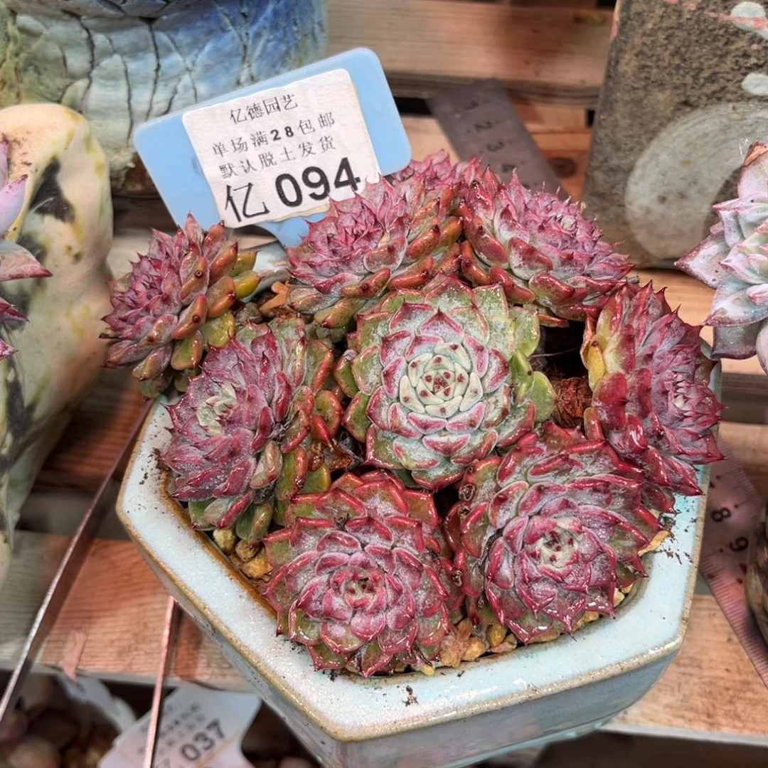 纱洛基牡丹多肉植物funvjinn