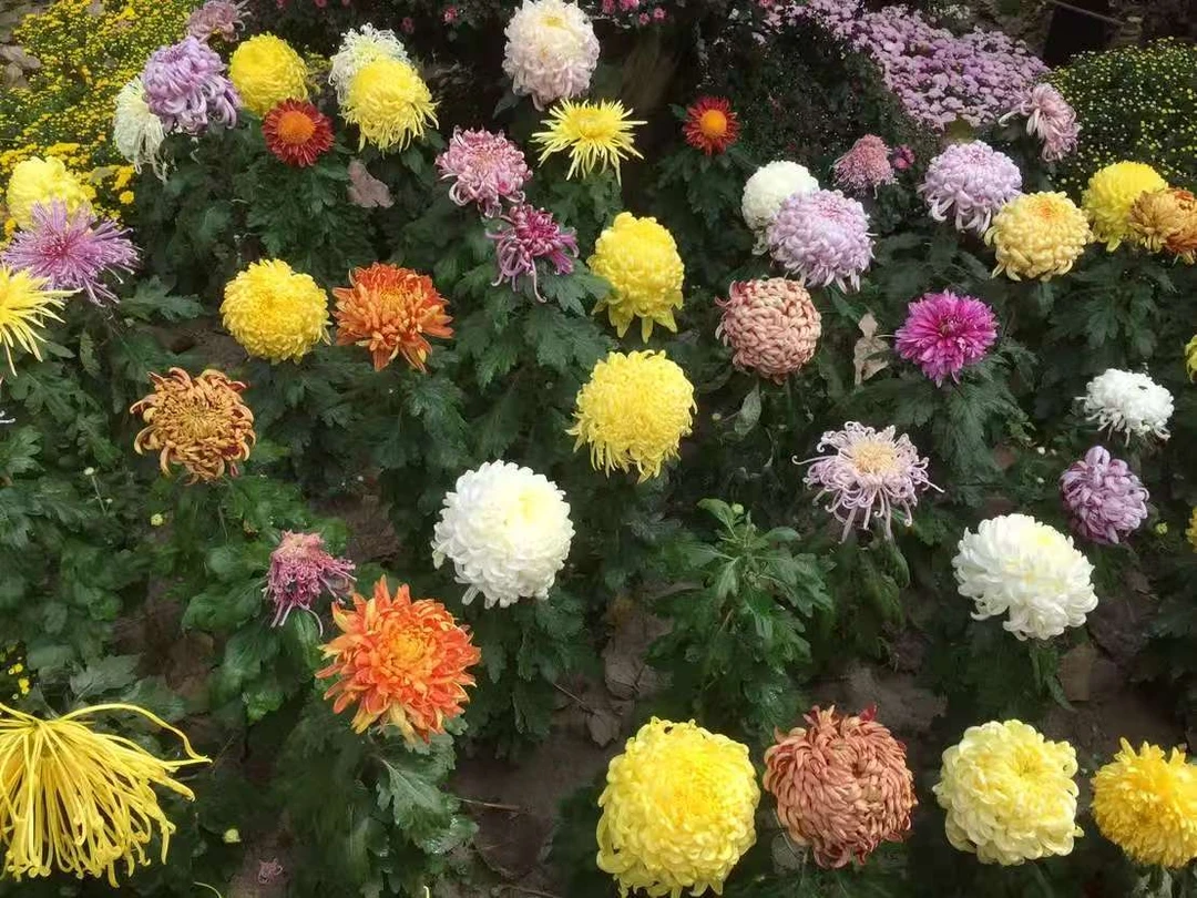 【单拍】一物一拍九月菊花枝掉叶不售后建议慎拍