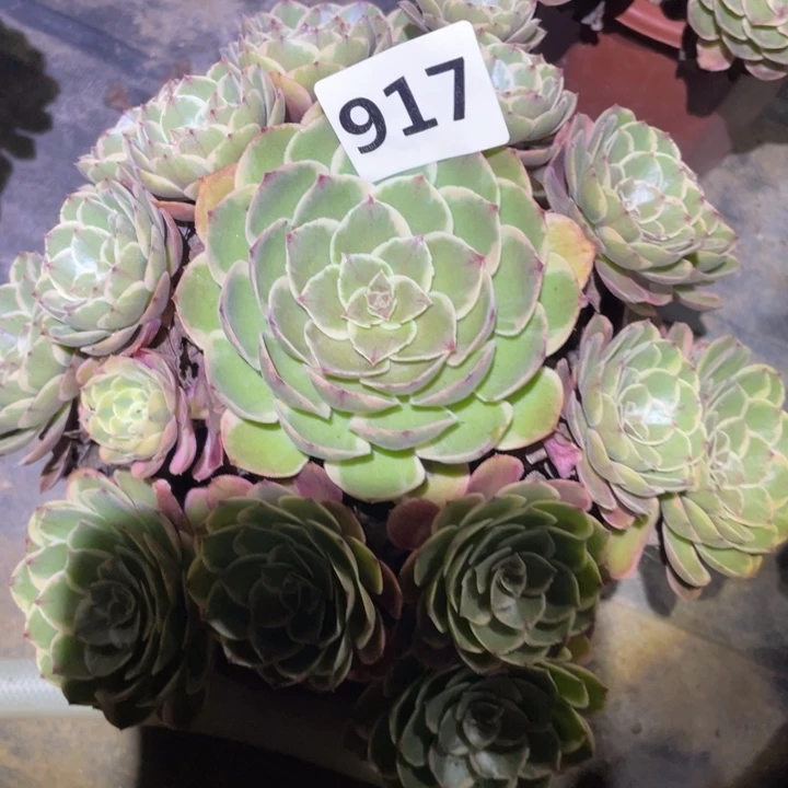 粉花妖917号多肉植物