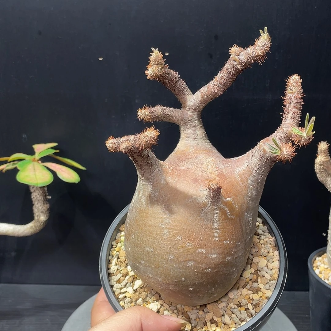 象牙宫带盆包邮哦