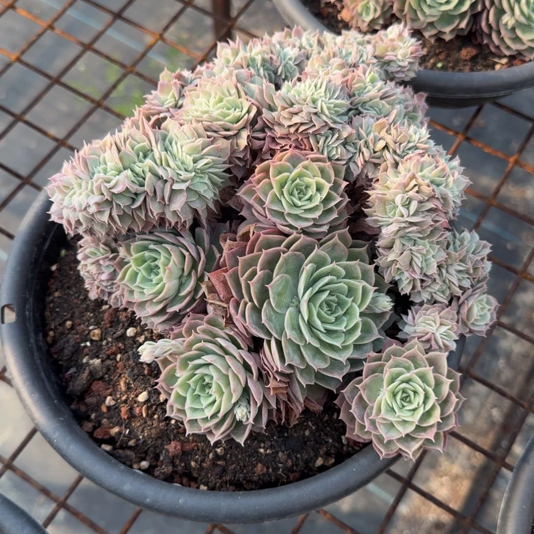 昂斯诺缀化多肉植物