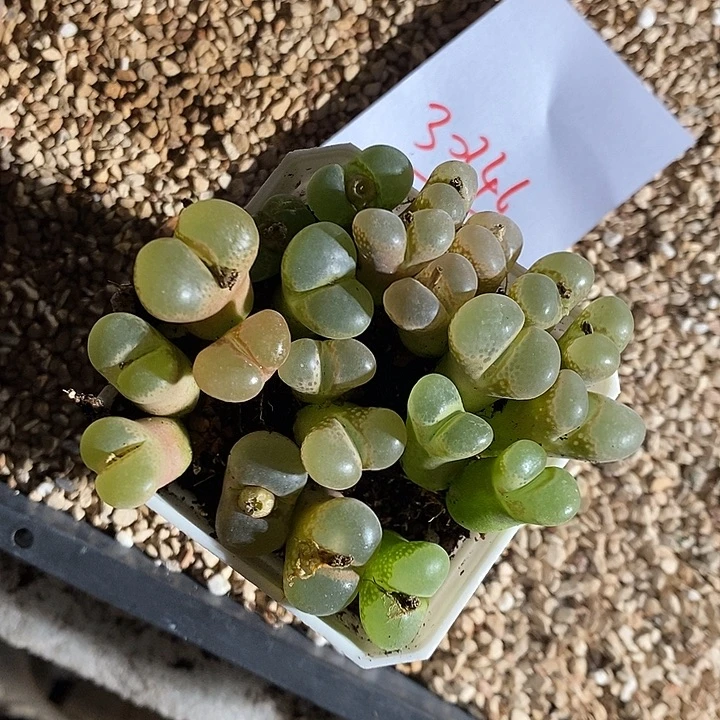 30346。 大窗一组。