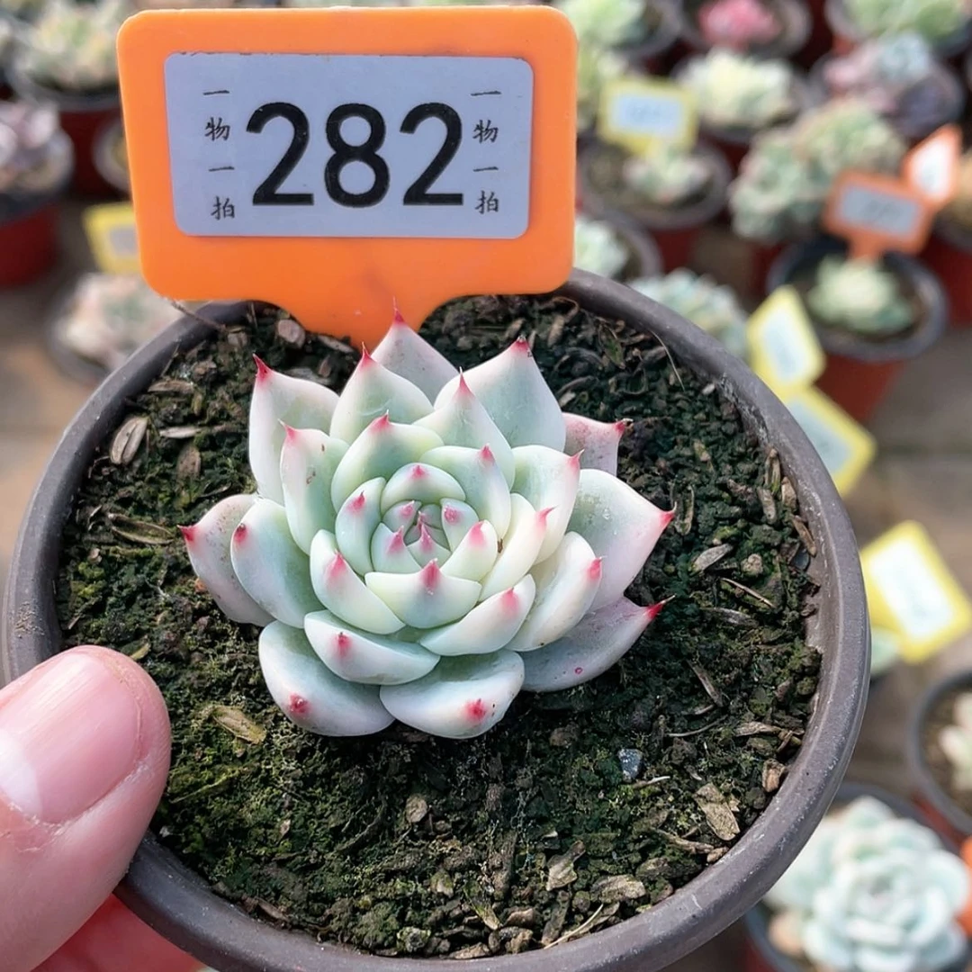 【闪购商品】282号