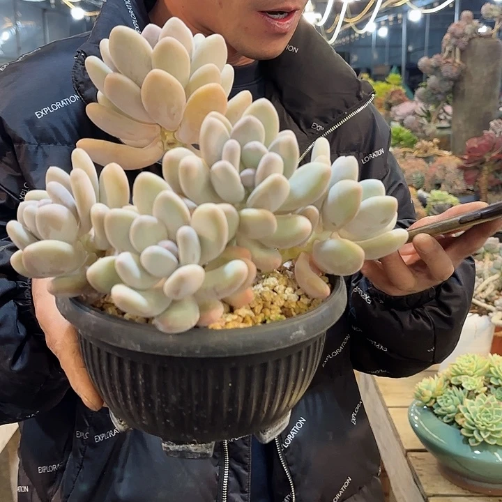 桃美人群生老桩精品