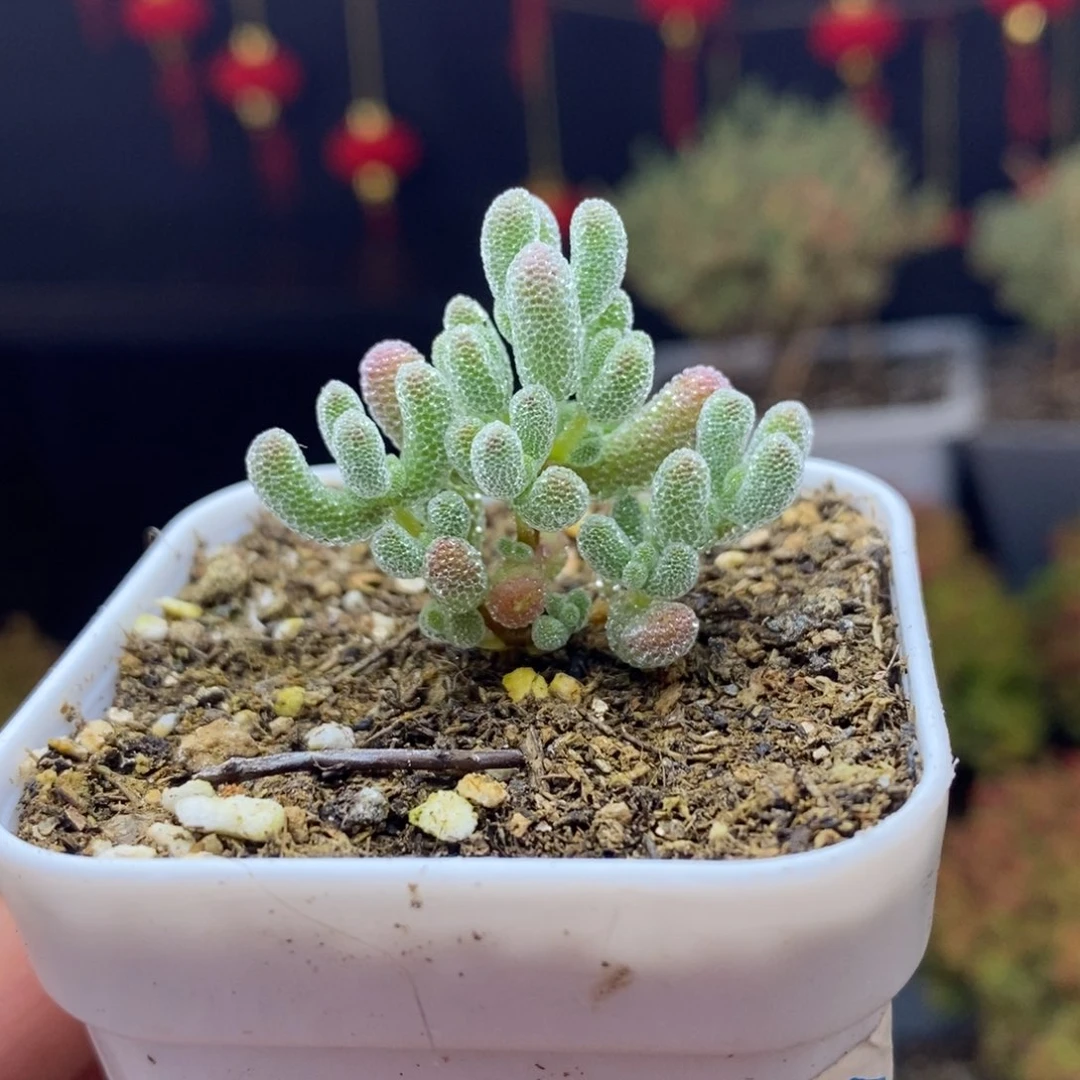 274号实生冰晶枝干多肉