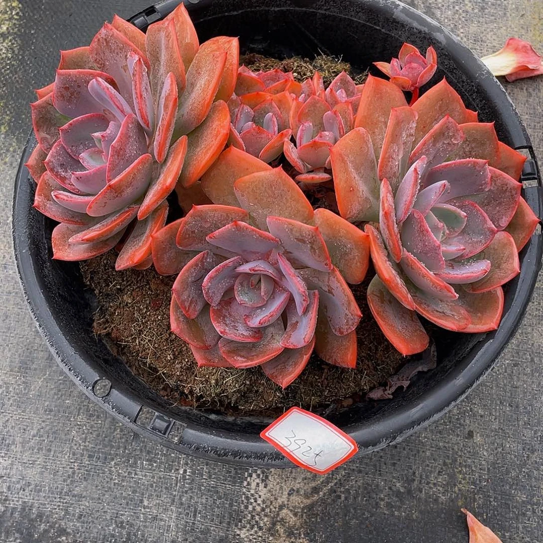 尘埃玫瑰多肉植物群3925