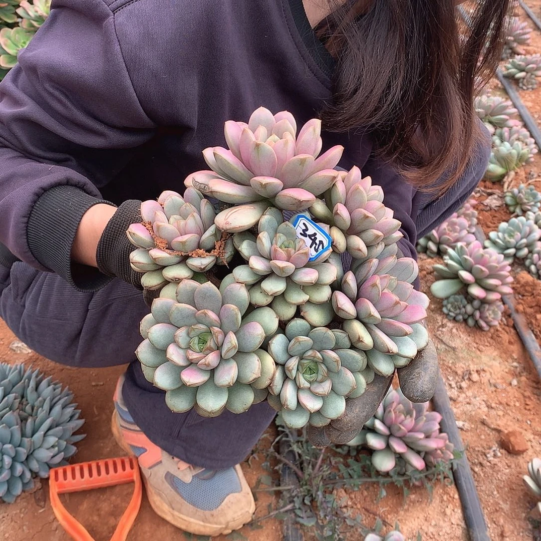 345 葡萄 一物一拍