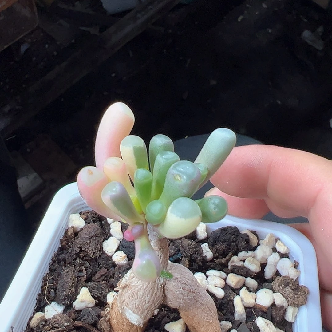 五十铃玉锦嫁接的  小方花圃一单包邮非偏远
