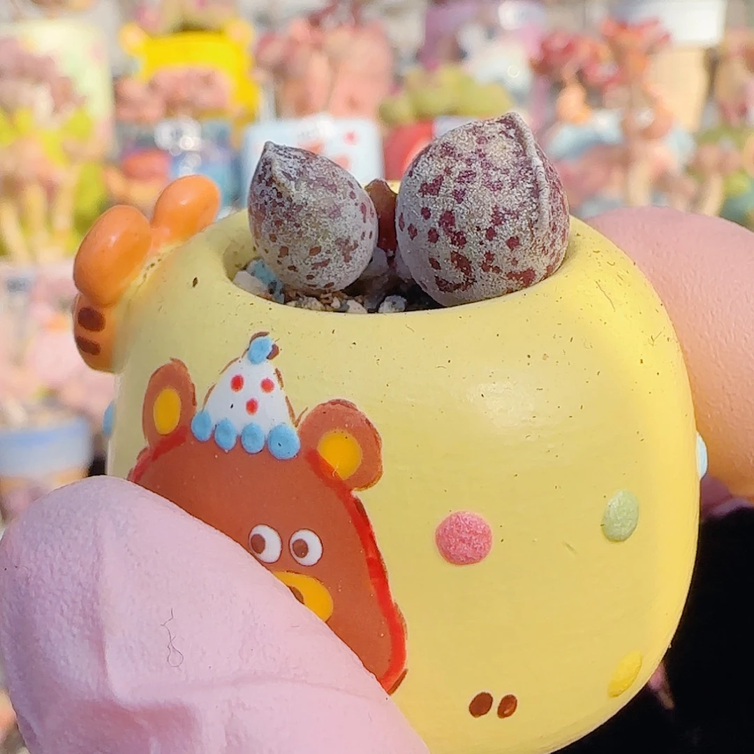 L 圆滚滚达摩 盆口3cm