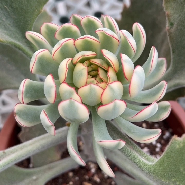 梦幻玫瑰锦一物一拍锦龙