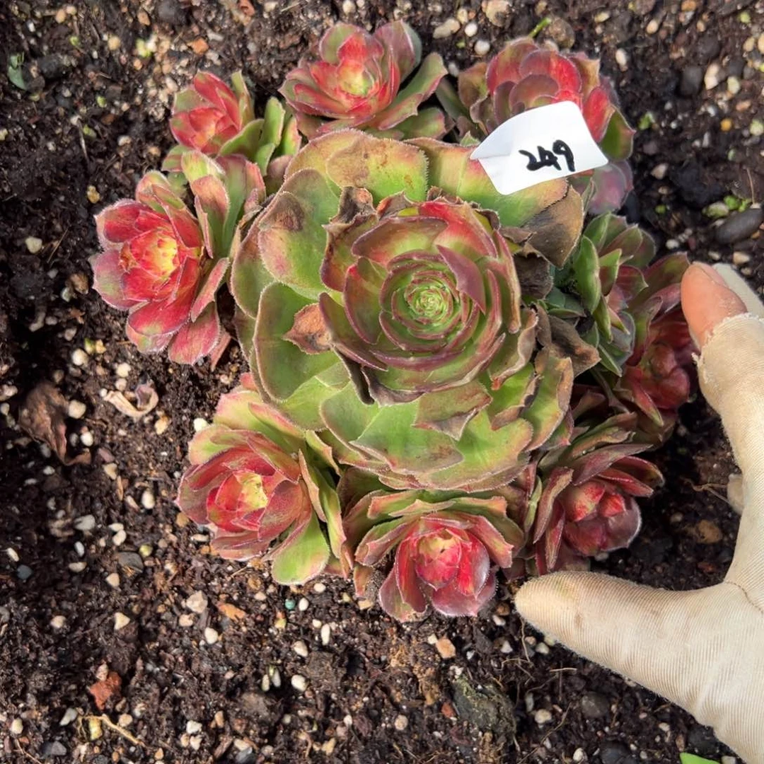 249龙鳞多肉嘻嘻嘻