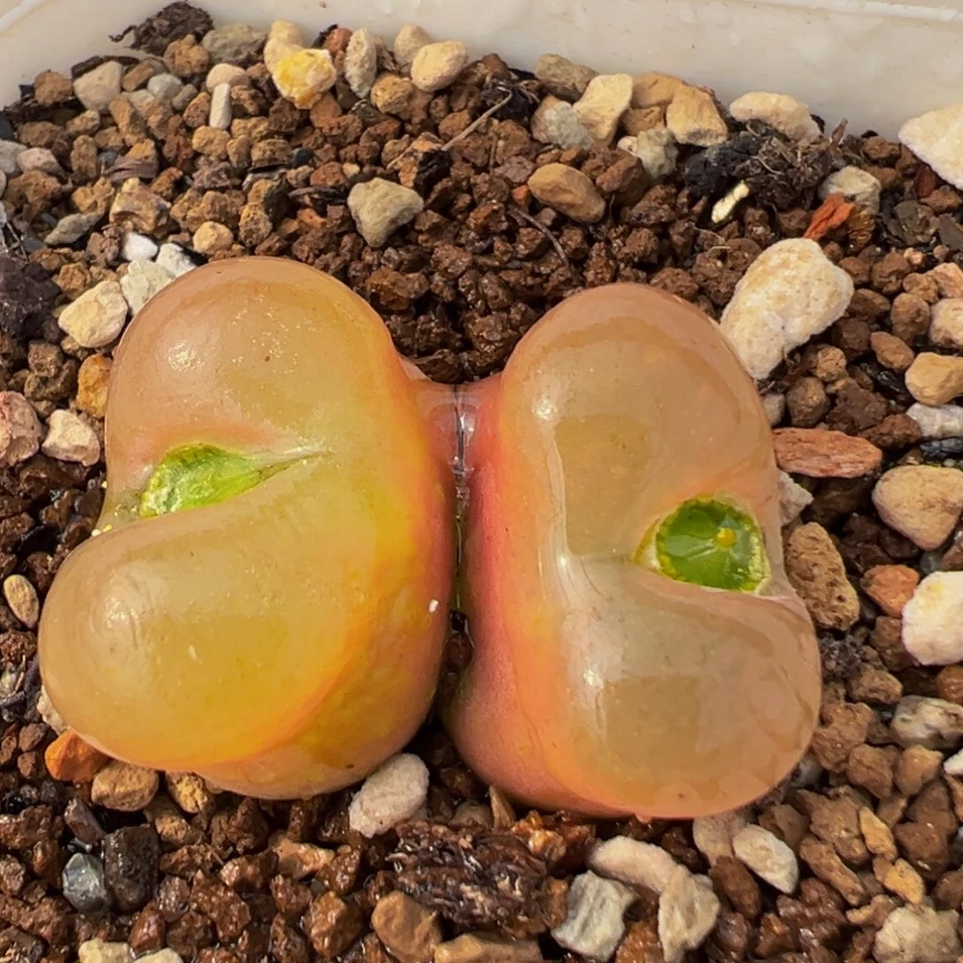 281多肉植物百科植物