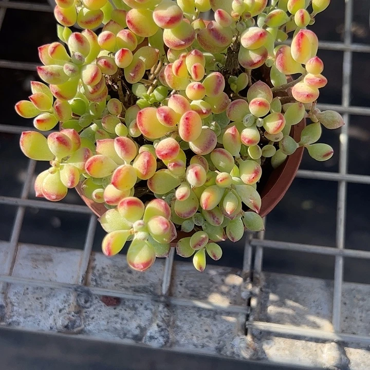 他***有达摩宝珠多肉植物